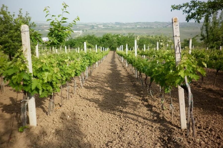 Italiani që zgjodhi të promovojë produktet “Made in Albania” përtej kufijve