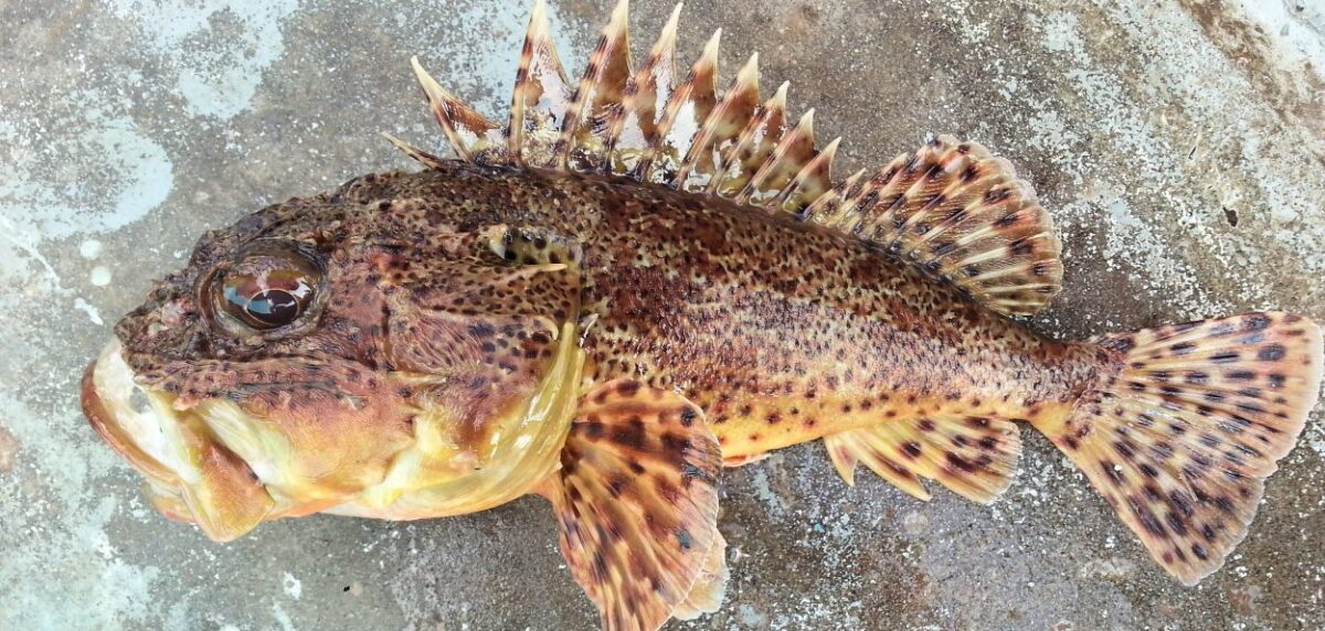 Alarmi, dy peshq të rrezikshëm po përhapen me shpejtësi të madhe