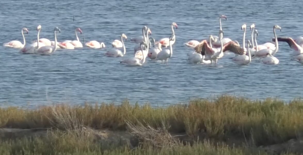 Flamingot rikthehen në shtëpi pas 21 vitesh shtegtim, spektakël në lagunë