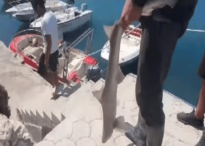 Orikum – Nje tjeter peshkaqen bie në rrjetat e peshkatarëve