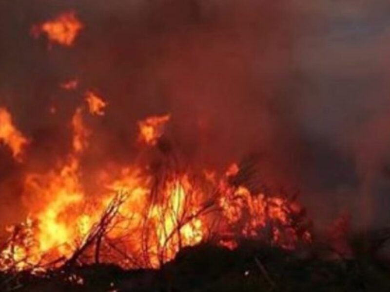 Z jarr i madh në Vlorë, di gjen plantacionet me ullishte