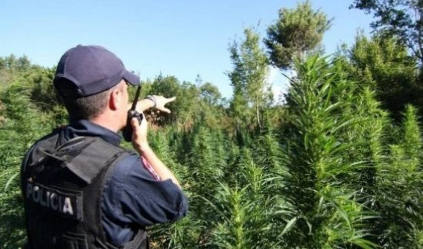 Po kërkonte për ha shash, Oficeri i po licisë bie në hu mnerë ,detaje