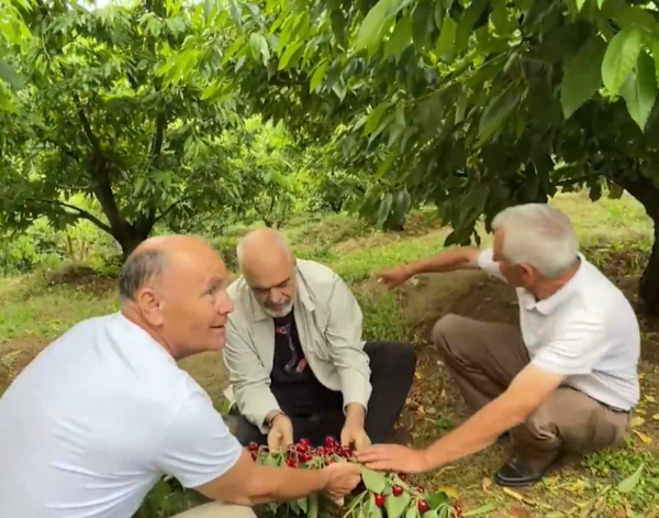 Kryeministri Rama ulet këmbëkryq në plantacionet me qershi, dëgjon hallet e fermerëve