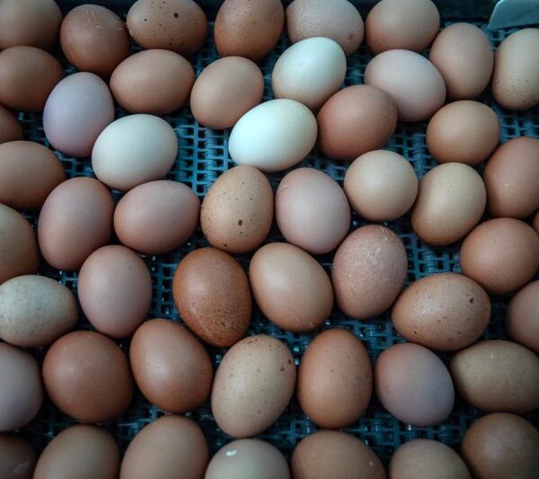 Për herë të parë pas 6 vitesh, ja çfarë po ndodh me vezët