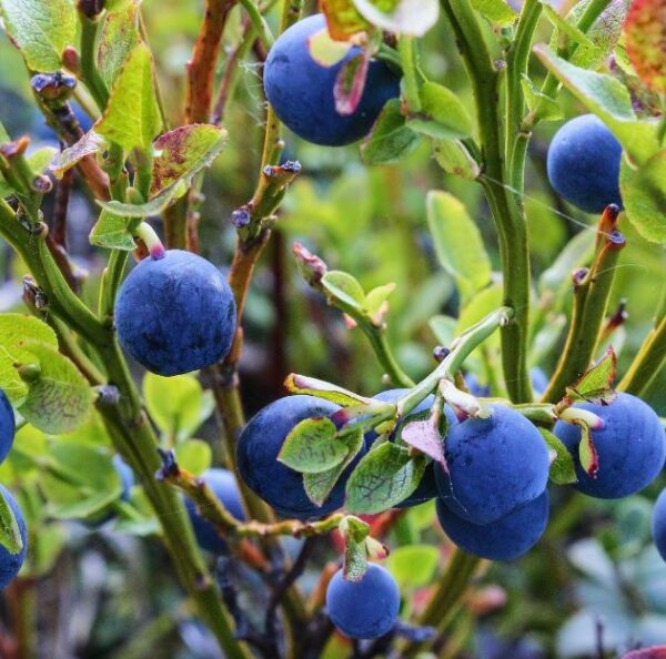 Boronica e veriut, fruti shqiptar më i kërkuar që lufton shumë sëmundje