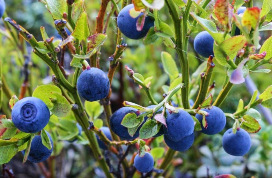 Boronica e veriut, fruti shqiptar më i kërkuar që lufton shumë sëmundje