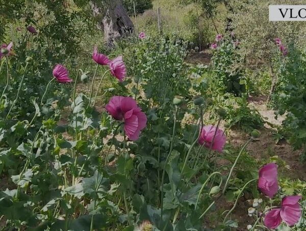 Zbulohet për herë të parë plantacion me opium në Vlorë