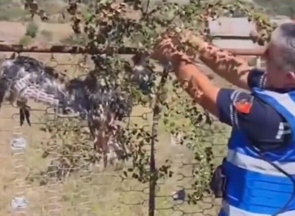 Keqtrajtoi dhe vari një shqiponjë të gjallë në një gardh, nisin hetimet për autorin